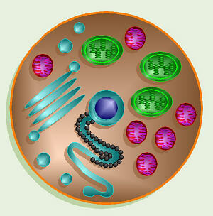 eukaryotic.jpg
