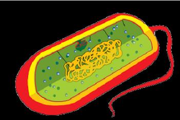 prokaryotic2.jpg